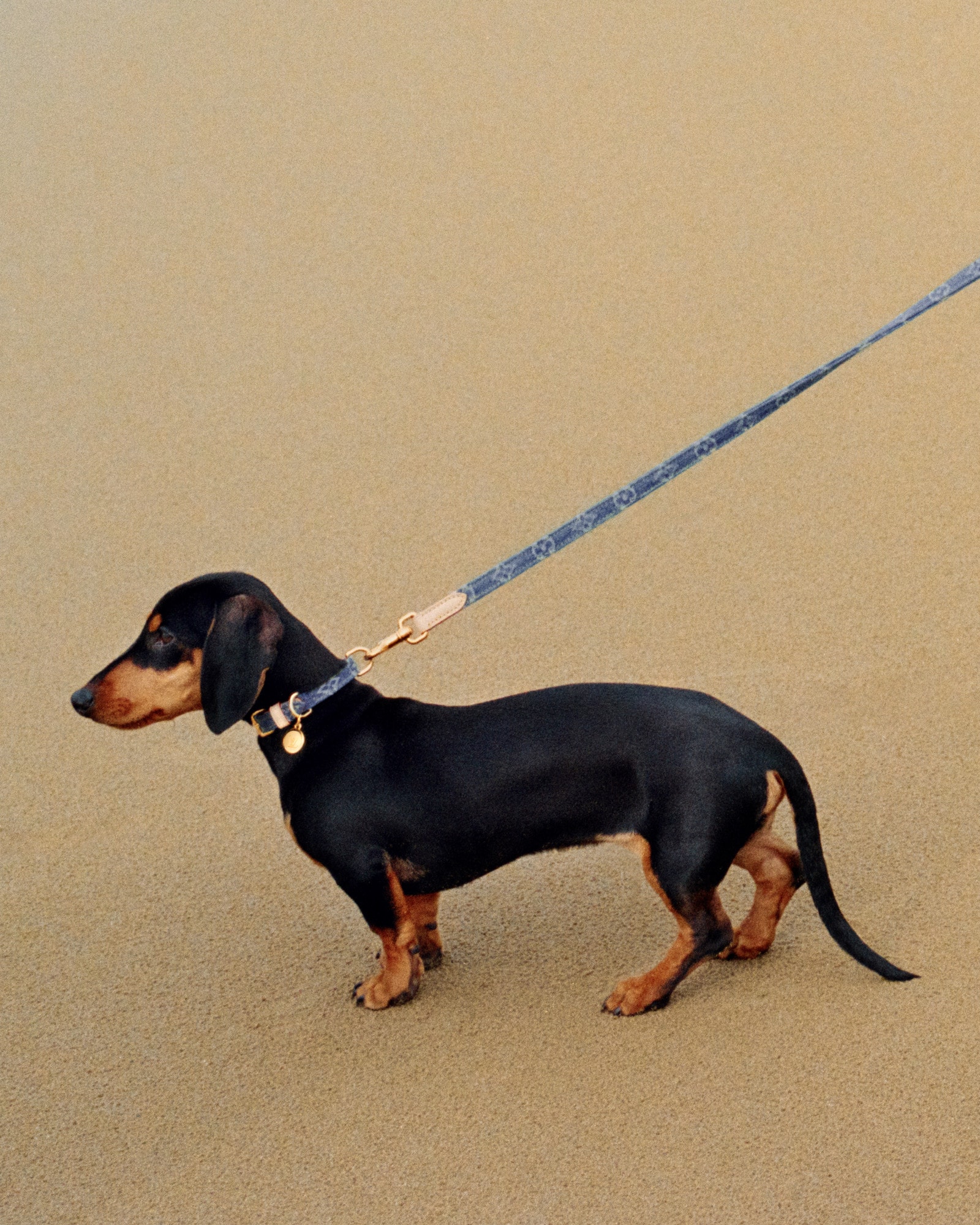 Dog Collars Pets Accessories Pets Accessories | LOUIS VUITTON