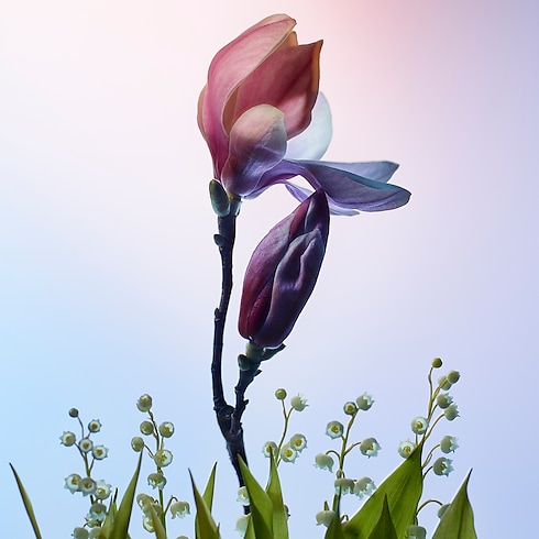 Collections Feminine Perfumes Apogée | Louis Vuitton ® (Product zoom)