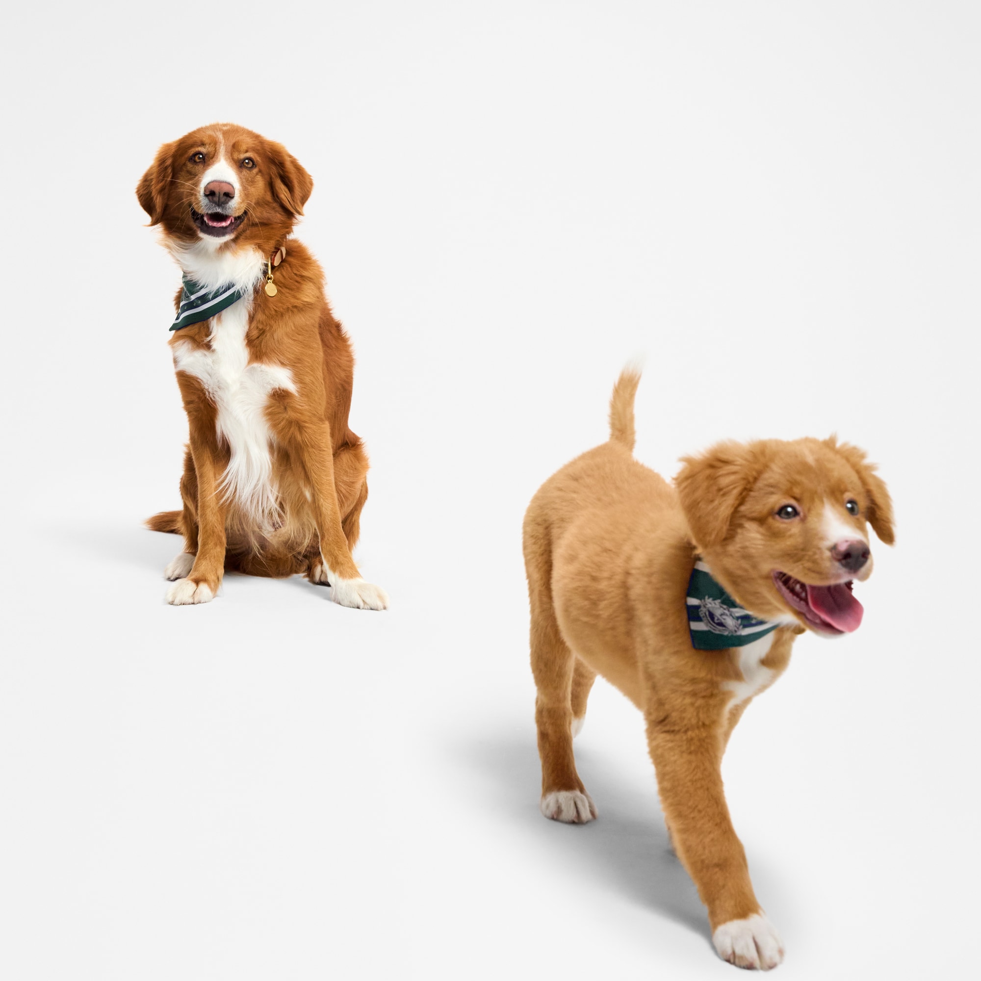  Pets Accessories } Dog Bandana PM | Louis Vuitton ® (Product zoom)