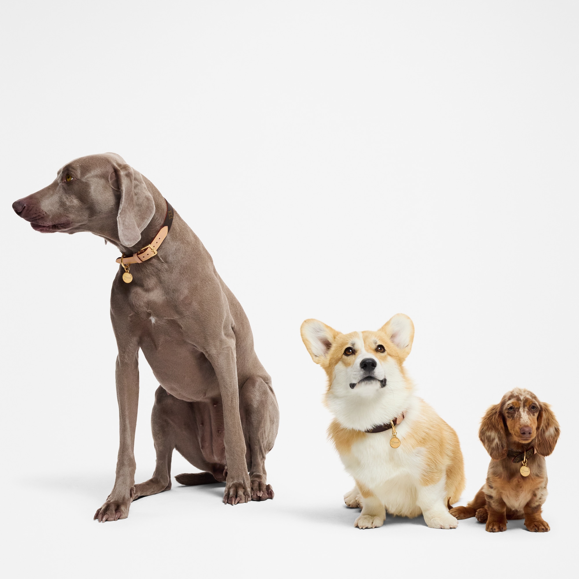  Pets Accessories } Dog Collar MM | Louis Vuitton ® (Product zoom)