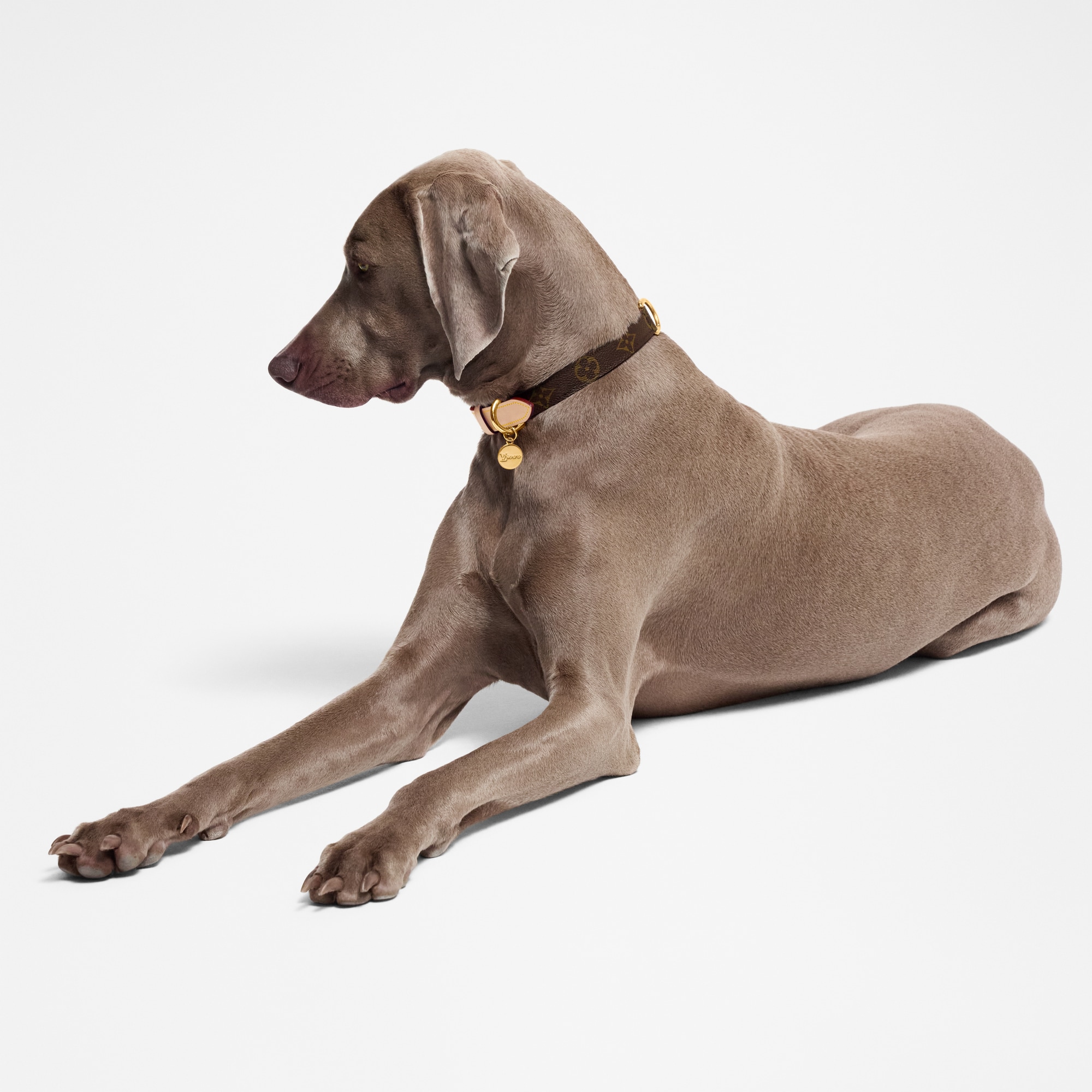  Pets Accessories } Dog Collar MM | Louis Vuitton ® (Product zoom)