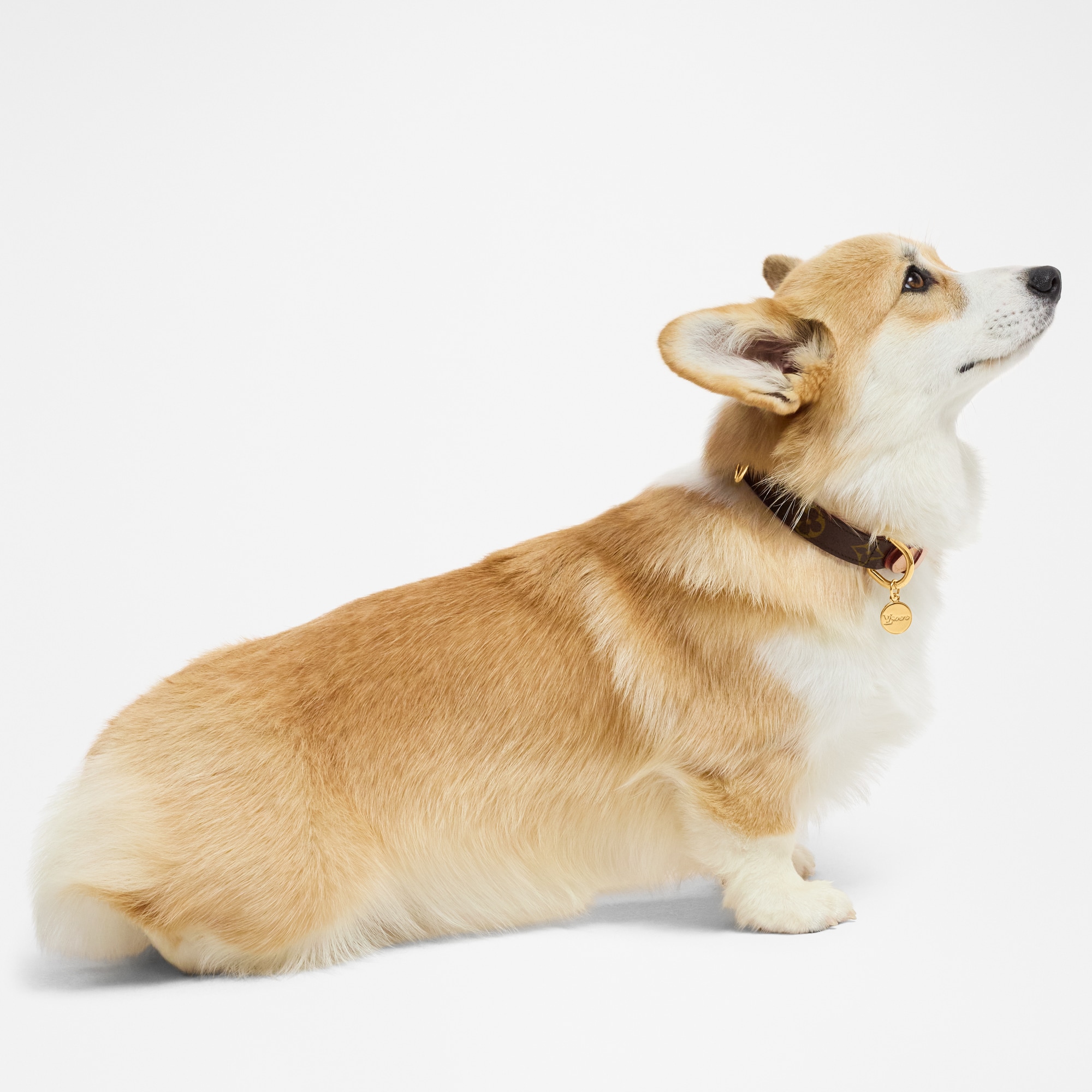  Pets Accessories } Dog Collar PM | Louis Vuitton ® (Product zoom)