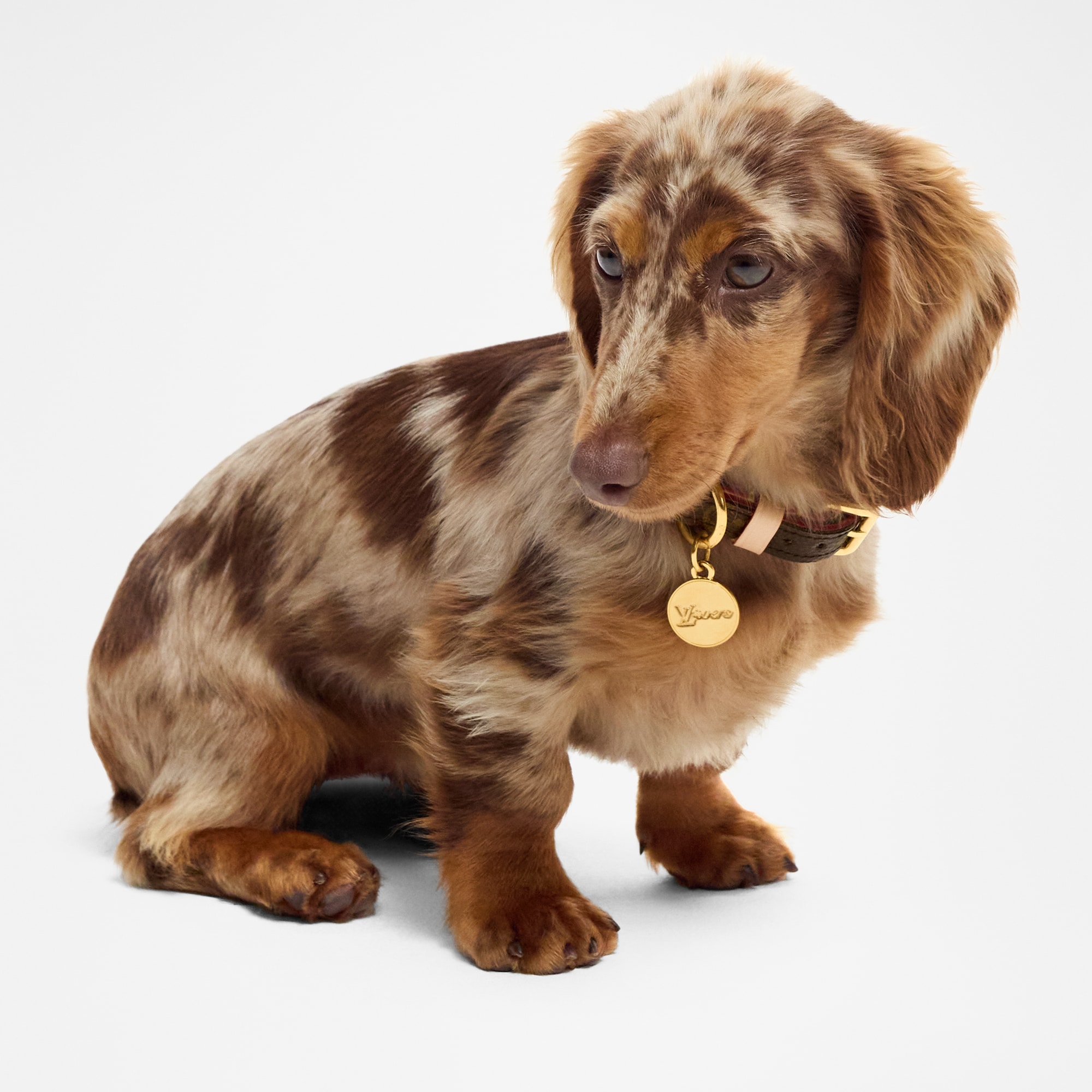  Pets Accessories } Dog Collar XS | Louis Vuitton ® (Product zoom)