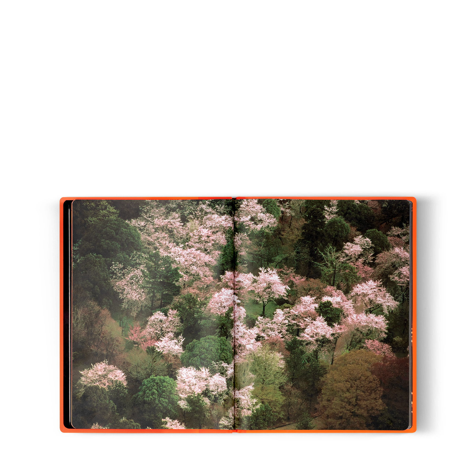 Fashion Eye Silk Road