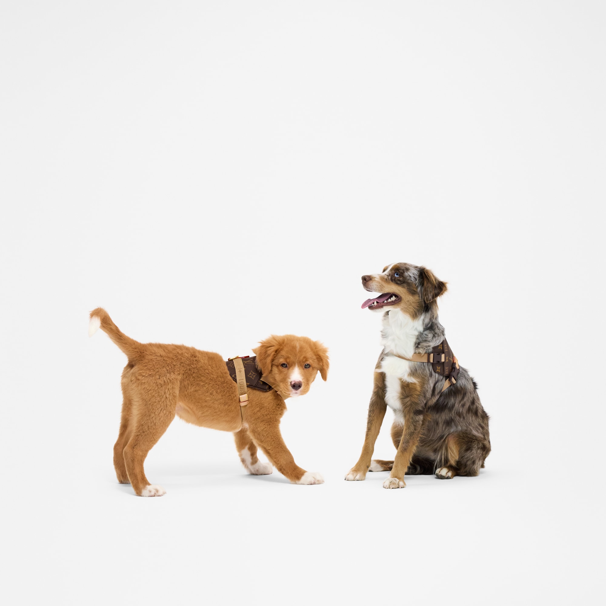  Pets Accessories } Harness MM | Louis Vuitton ® (Product zoom)