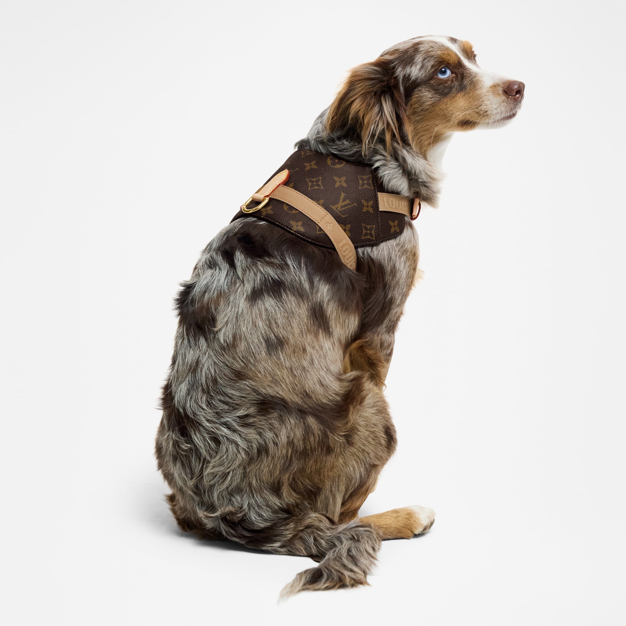  Pets Accessories } Harness MM | Louis Vuitton ® (Product zoom)