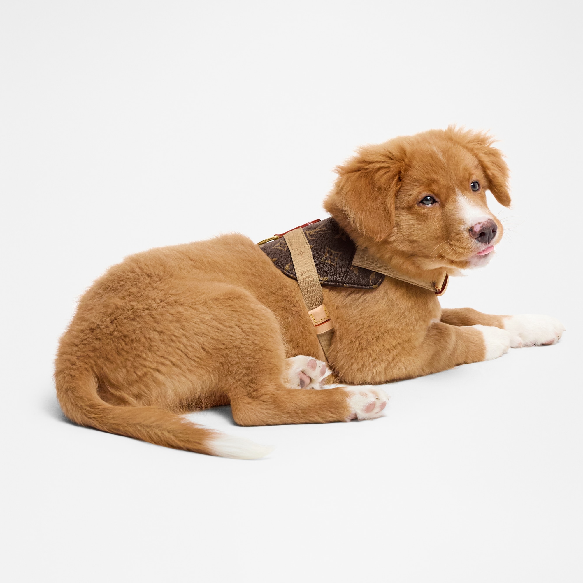  Pets Accessories } Harness PM | Louis Vuitton ® (Product zoom)